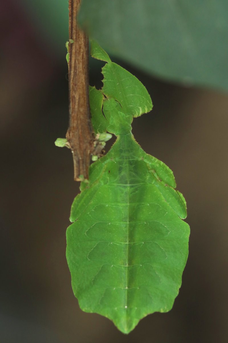AP_drapic's tweet photo. Phyllie de Le Tirant (#Phyllium letiranti) en liberté dans le Grand vivarium de l'#Insectarium @EspacePourLaVie Bonne chance pour la trouver dans son arbuste! https://t.co/UKXEoSCg14
