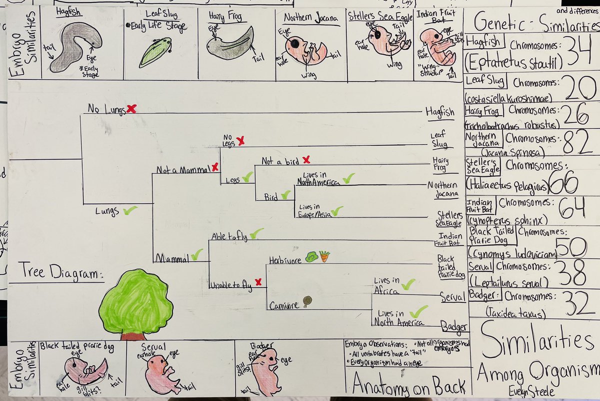 EMS7Science's tweet photo. Loved the way our #2022MMM similarities among organisms projects turned out.  This one specifically - check out the anatomy section on the back side showing homologous similarities…pinch and zoom for detail. #WeAreEMS https://t.co/75thRSNFCv