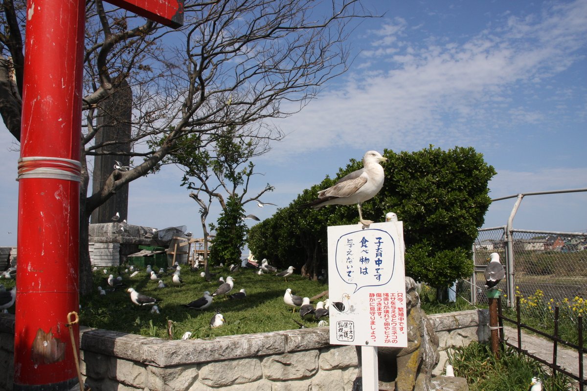 東日本大震災の記憶を辿る自転車巡礼旅「鹿八（ツール・ド・東日本 鹿嶋 to 八戸800km）」は、締め切りまで残り1週間を切りました。1ステージだけのご参加も大歓迎です。蕪嶋神社の海猫に会いに行きましょう。エントリーお待ちしています〜！
shikahachi.com
note.com/norikane/n/n53…