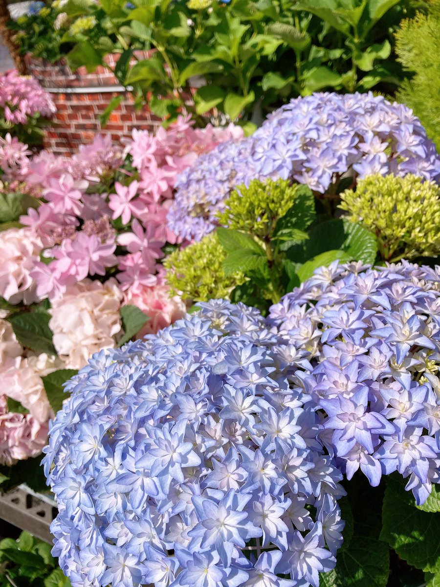 ㊽大きめ苗! 青鬼❣️円❣️もみじ飴❣️三日月❣️6苗メルカリ便送料込 紫陽花も入荷してます🐌 そのほか野菜苗花苗入荷予定はコチラ