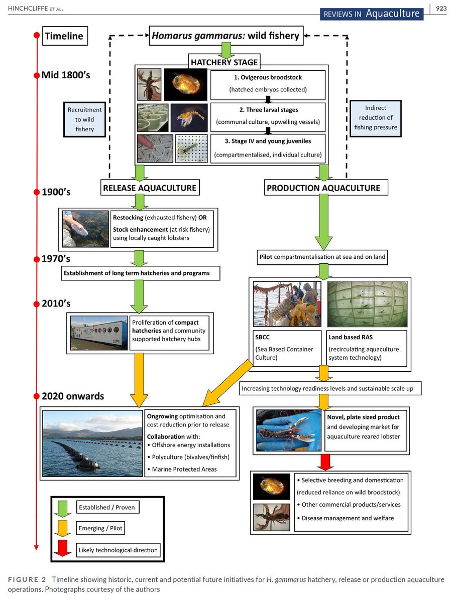 Want to know more about the farming of European lobster? Here a very interesting review on new technical and husbandry innovations in Homarus  gammarus culture.
onlinelibrary.wiley.com/doi/epdf/10.11…
<a href="/JamesHinchclif6/">James Hinchcliffe</a> <a href="/RAQjournal/">Reviews in Aquaculture</a>
#aquaculture #lobster #review