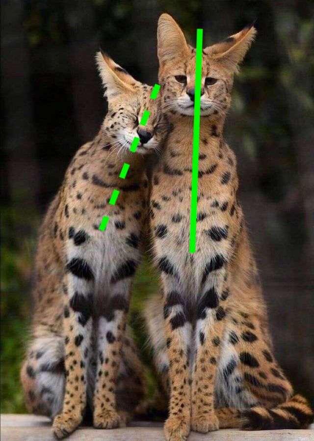 alpharivelino's tweet photo. Green lines in the wild 💚 https://t.co/S4RQVKG1EB