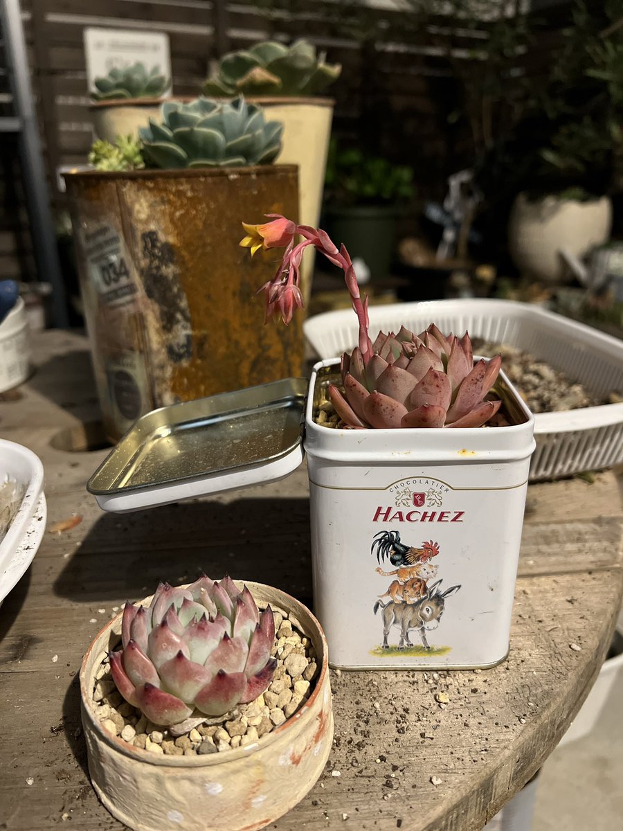 韓国アイドルだけにとどまらず
韓国苗にまで手出してもーた。
これまた可愛くて可愛くて❤️
ずっと眺めれる❤️