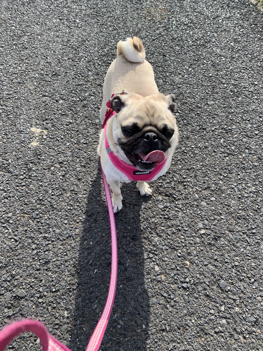 Goodnight 😴 friends. After work mum took me to the soccer ⚽️ field so we could walk. We walked 1.5 miles and me is still pestering mum to play.. 🤣 Sleep tight 😴 Wilbur and Ernie @WonderWilbur 💖. Sweet dreams of 🐷, ☮️ and 🐑. #pugs #dogsoftwitter #IStandWithUkraine️ 💙🌻💛