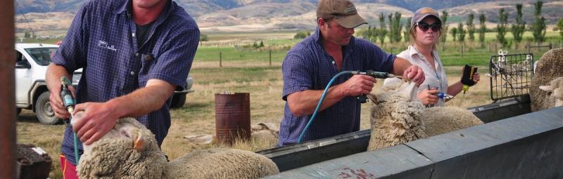 B+LNZ Dealing with Drench Resistance Seminar - Mahoenui - Wed 11 May 1 - 4 pm

Andrew Dowling from PGGW will be facilitating the workshop.  He has been involved in the Wormwise programme for many years.

Register now - beeflambnz.com/events/blnz-de…

#Wormwise #beeflambnz