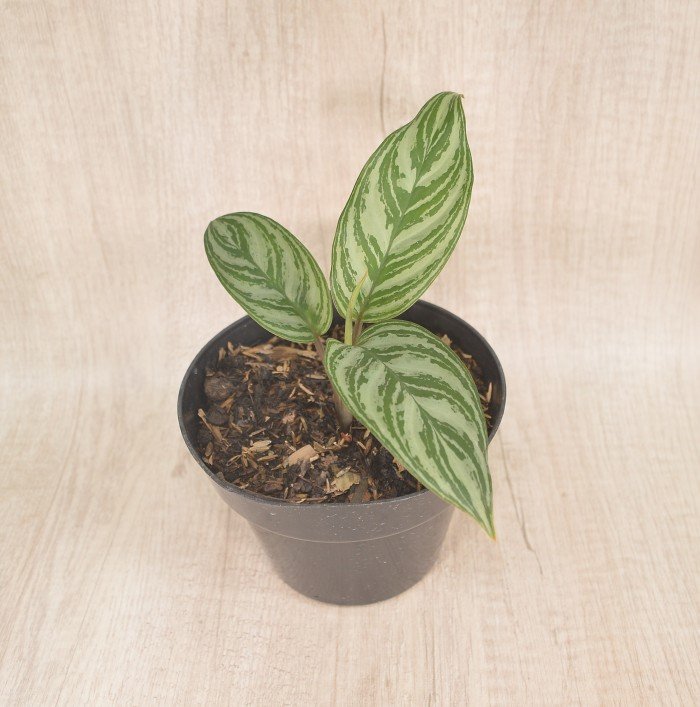 ManfaatTaman's tweet photo. Coba cek ini, deh: "Tanaman Hias Aglonema Comutatum" Rp15.000 di toko Taman Manfaat Tokopedia. Bisa bebas ongkir, lho.
https://t.co/pyqwMaAUaJ #tokopedia https://t.co/lDelL8nS8u