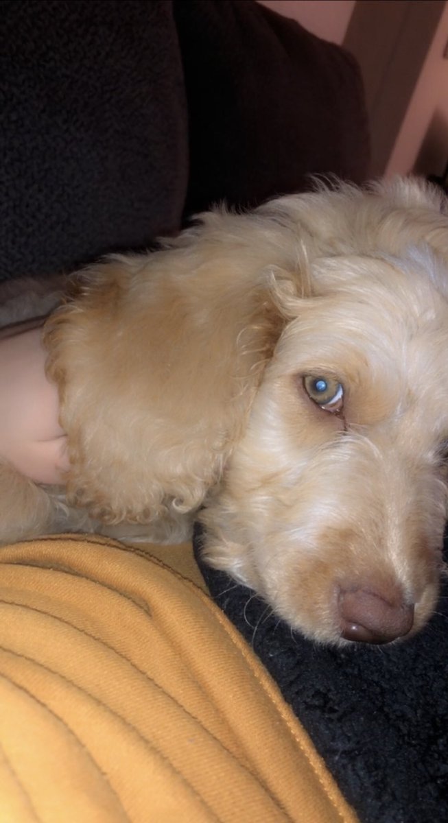 whitneyy_19's tweet photo. tide update:

veryyy obsessed w/ him. https://t.co/tXf0qWeoBt