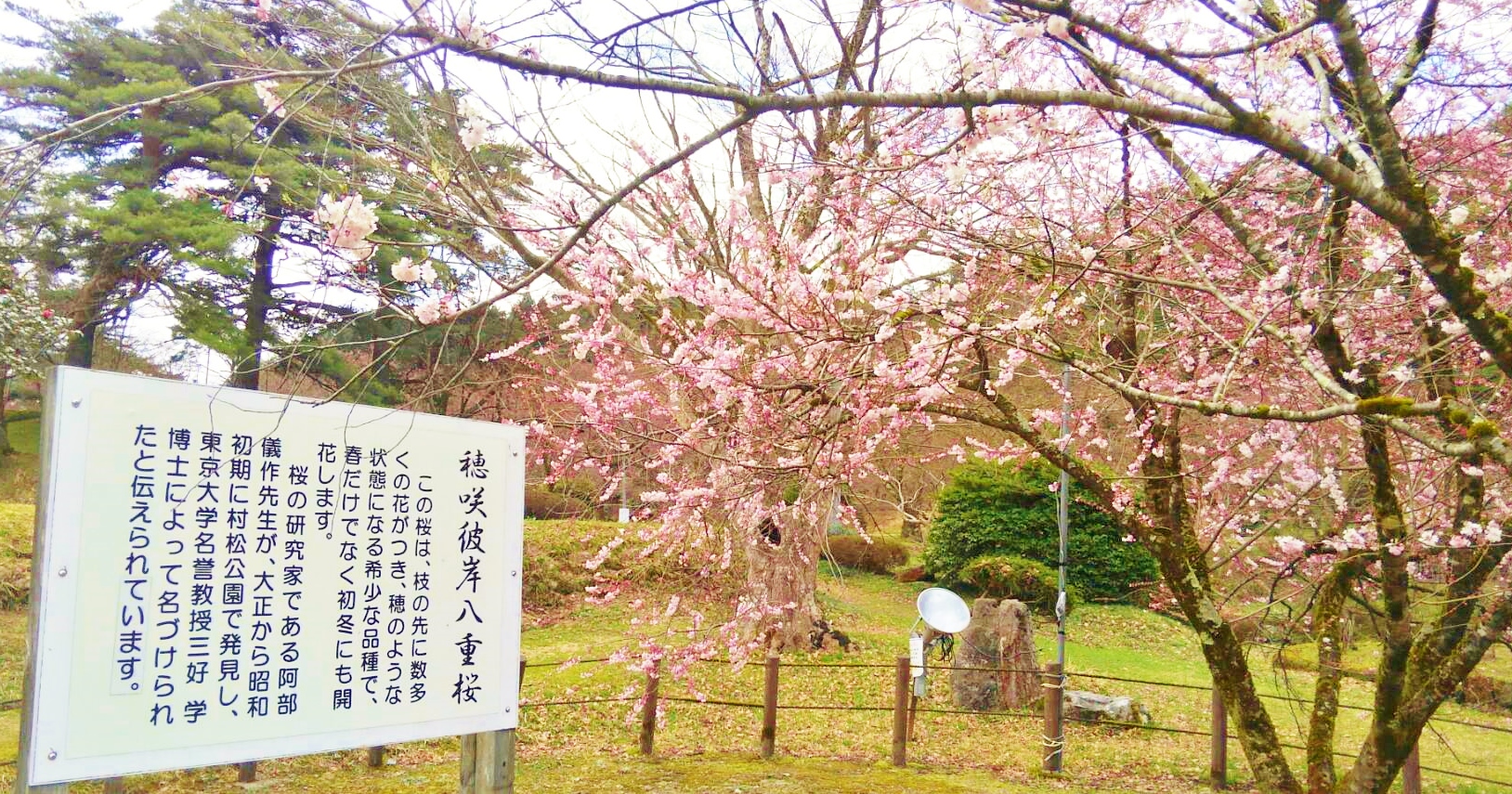 桑原 一憲 ８日今朝の村松公園 ソメイヨシノは未だつぼみ 穂先彼岸八重桜は五分咲きといった感じでしょうか 土日は気温が急上昇するようです コロナ禍で規模縮小ですが２年ぶりにイベントが返ってきます ソーシャルディスタンスを心掛けてお出かけ