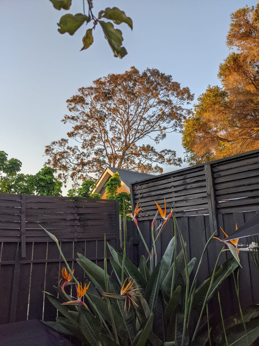 .<a href="/cityportphillip/">City of Port Phillip</a> you have approved the killing of one of the most significant trees in Balaclava, now we have a view of nothing and won't hear the birds that called it home, no notice or chance to protest. How does this happen when a <a href="/Greens/">Australian Greens</a> councillor is deputy mayor <a href="/BaxterTim/">Tim Baxter 🏳️‍🌈</a>