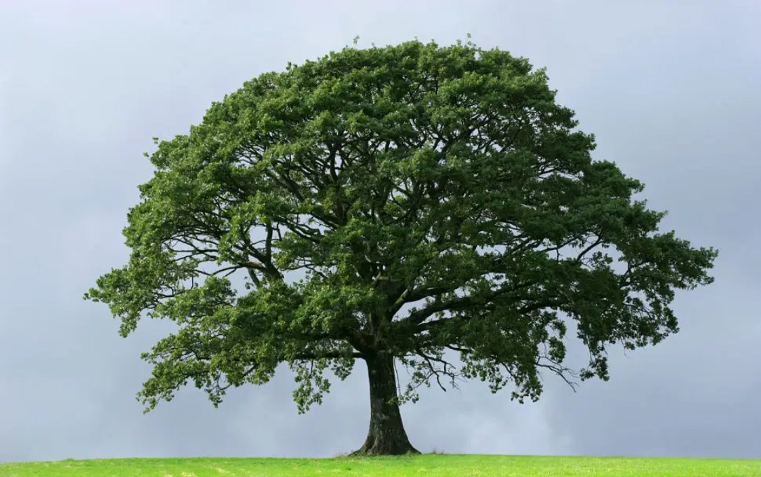 TREECAPITAL tweet media