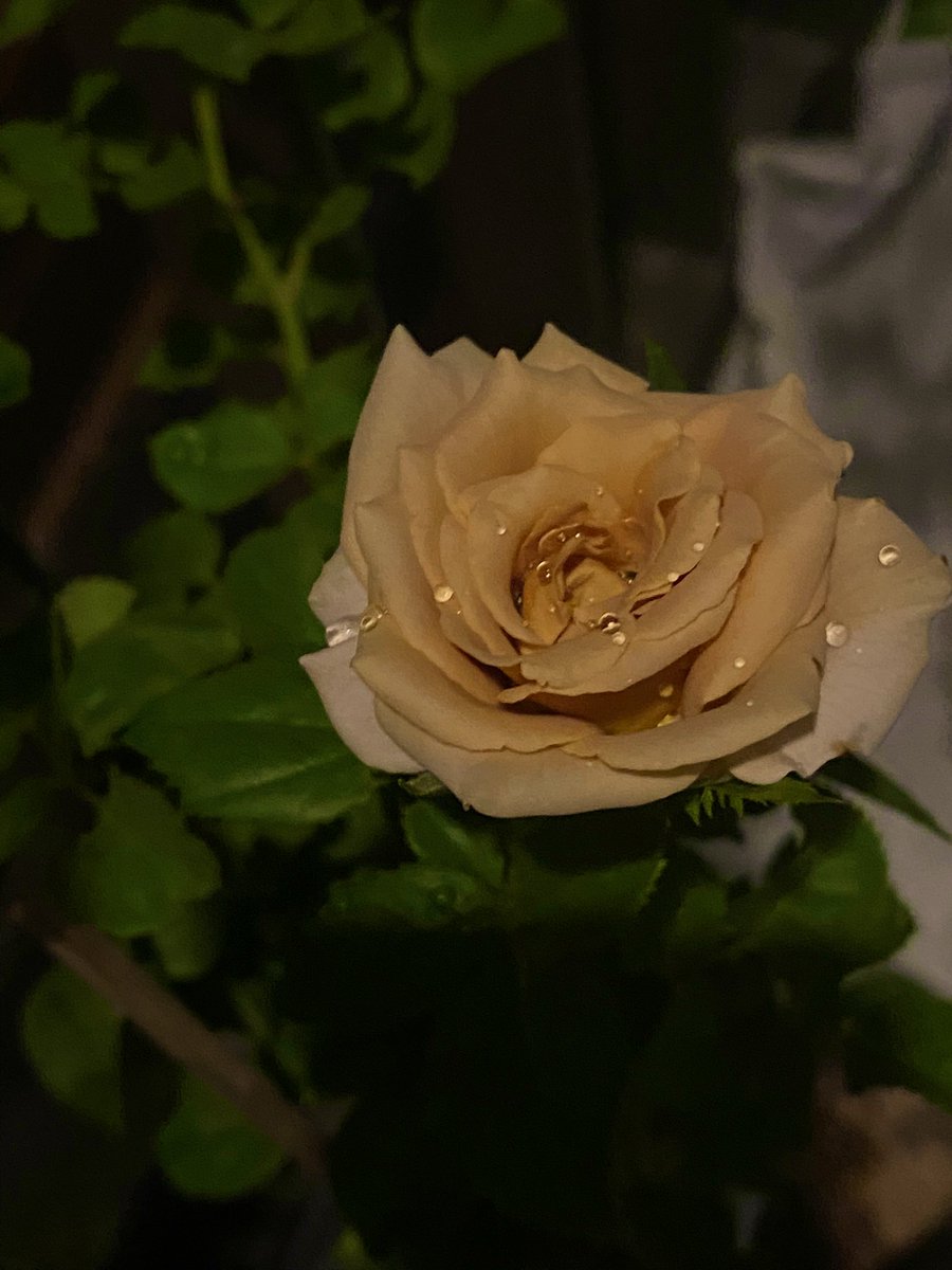 cha_siwa's tweet photo. #toffeeroses ออกดอกออกผลดีมาก ช่วงคลั่งรักกุหลาบที่บ้านตัวเอง https://t.co/95QOcv7BEo