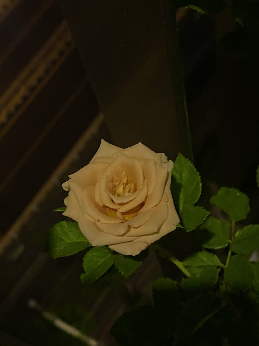 cha_siwa's tweet photo. #toffeeroses ออกดอกออกผลดีมาก ช่วงคลั่งรักกุหลาบที่บ้านตัวเอง https://t.co/95QOcv7BEo