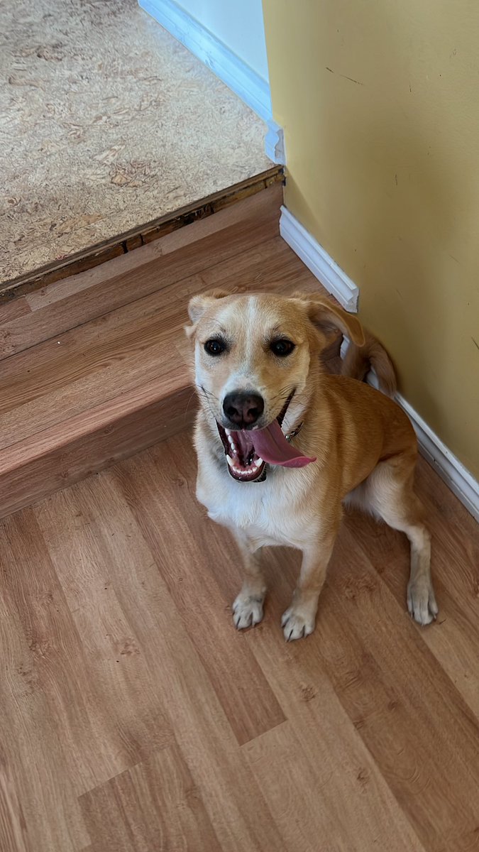 Here’s a picture of my happy dog to interrupt the other things you’re scrolling by.