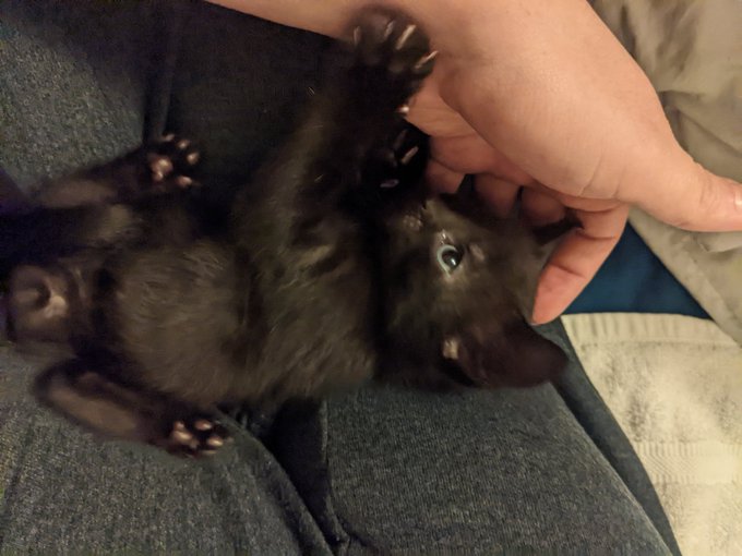 My mom surprised me with the absolute sweetest gift today... 🥺😭🖤 I haven't given him a name yet because<a href="/tag/curvy"class="tags"><span>#curvy</span></a><a href="/tag/thick"class="tags"><span>#thick</span></a><a href="/tag/contentforsale"class="tags"><span>#contentforsale</span></a><a href="/tag/naturalpawg"class="tags"><span>#naturalpawg</span></a><a href="/tag/g"class="tags"><span>#g</span></a>
