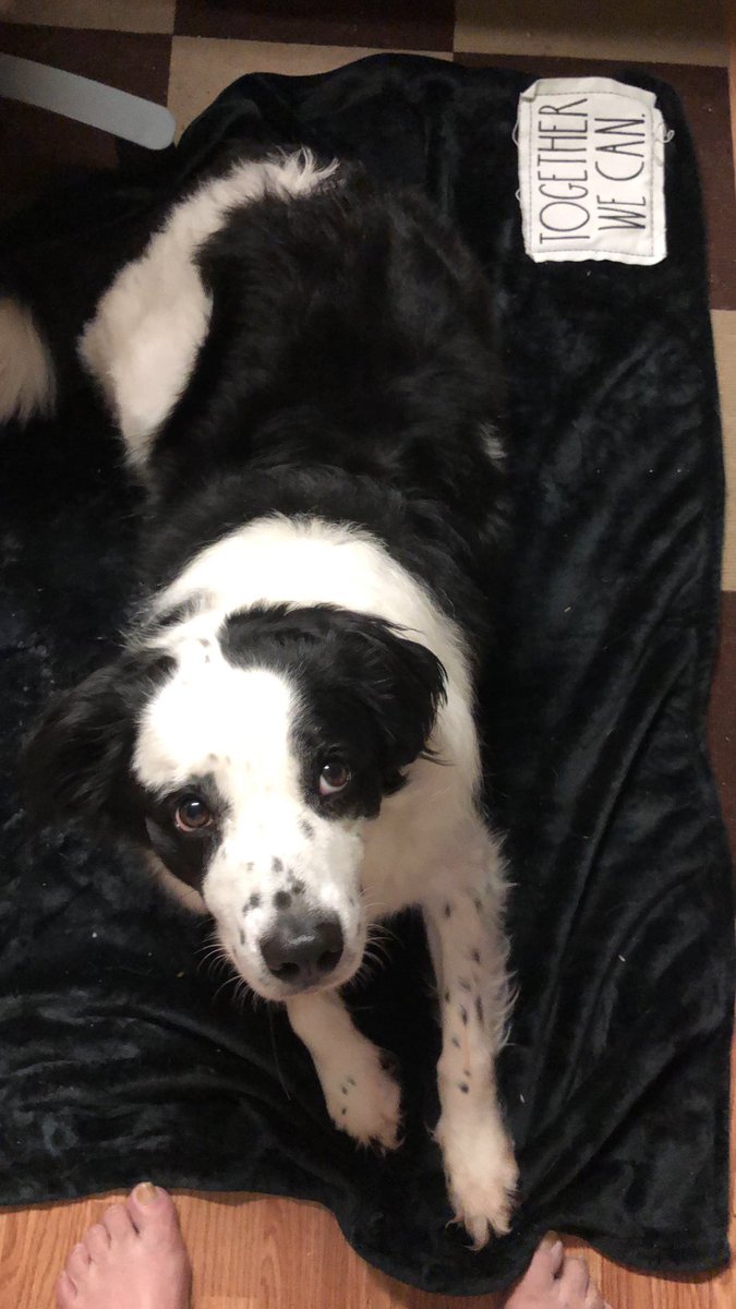 Brook’s is mad at me for not letting him out at 10:30pm to play in the torrential rains,thunder,lightening and unbelievably strong winds! ❤️