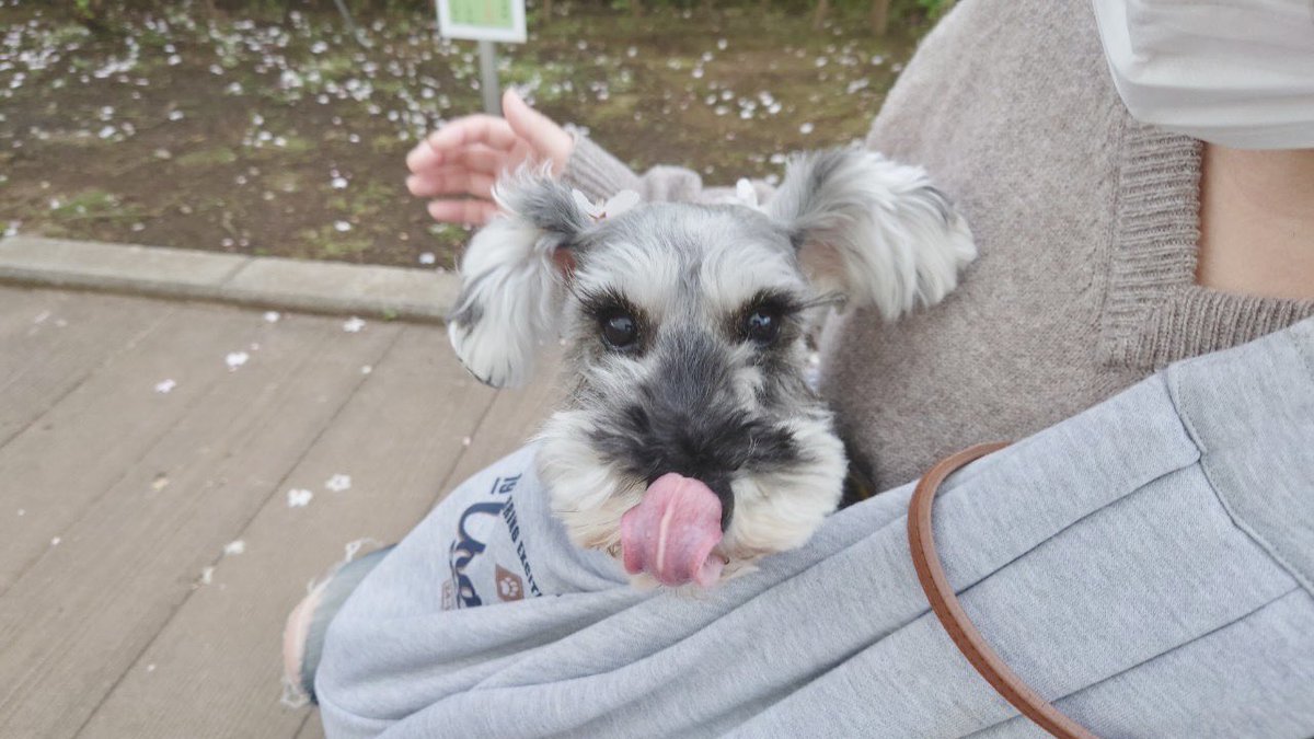 お久しぶりです！
純ちゃんの脾臓、
あれから何度か検査をして、1ヶ月後にまたレントゲンを撮って様子見」となっていて、今日がその当日！
レントゲンで大きな変化はなく、このまま定期的に様子を見ていきましょうとのことで落ち着きました。
不安もありますが、本犬は変わらず元気！
一安心です🌸