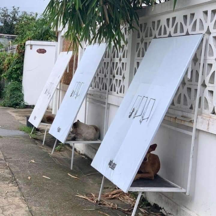 ruffleseed's tweet photo. Thailand's shelter for stray dogs. 🥺 https://t.co/QYxdcyhr8v