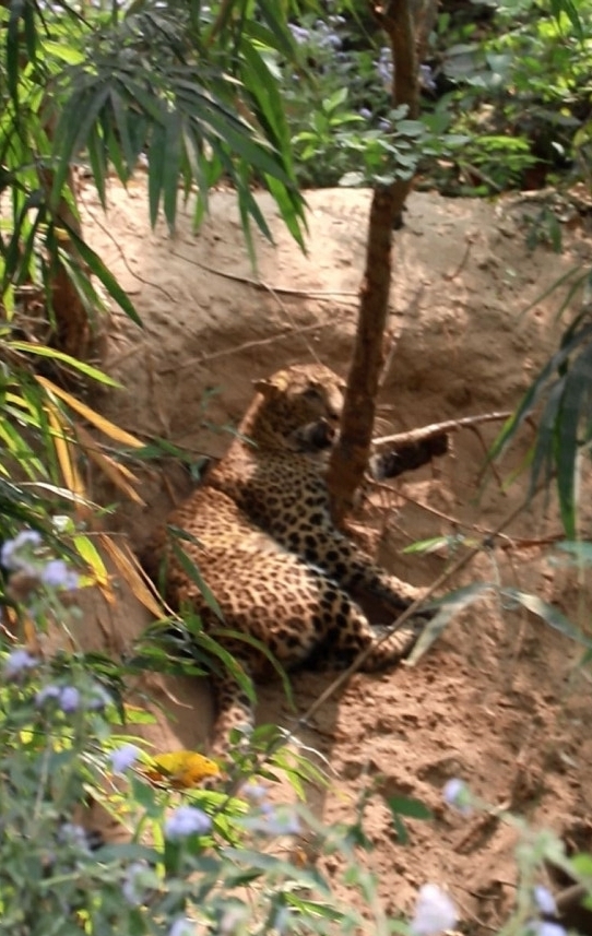 JackKinross's tweet photo. #AntiSnare - Caught in a snare, a lonely way to die... Below is another #leopard which has recently succumbed to snare trap injuries in west Nepal, a problem throughout South Asia. I've written a brief update at my commentary page you can link from https://t.co/L7DY2eRFAK https://t.co/csC6kjcJHg