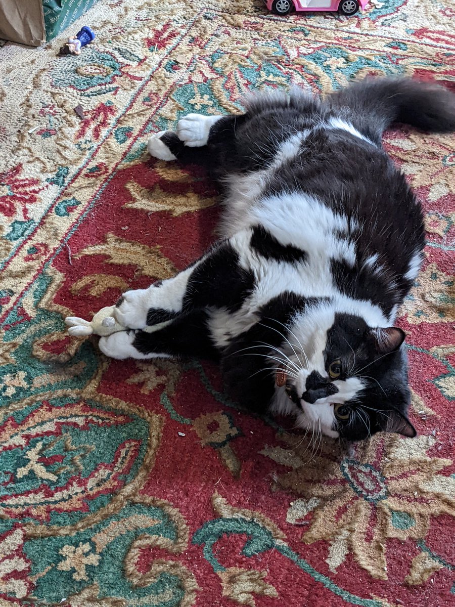 DillyBartheCat's tweet photo. humans call this fake mouse but i know it real and will assassin it https://t.co/k6dfpDlpGG
