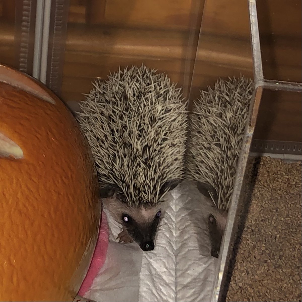 BLACKBEAN_hog's tweet photo. ????????????????????? https://t.co/ylaZLNI9e7