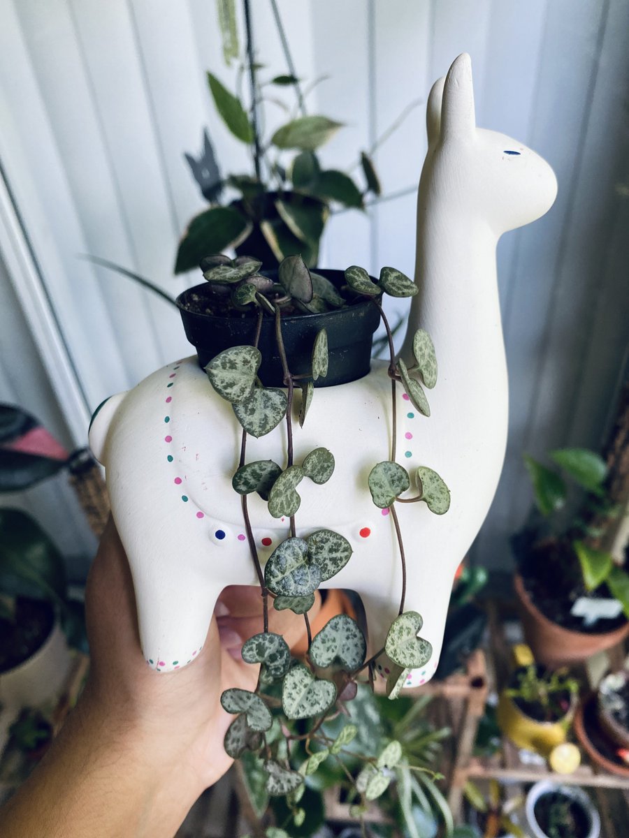 I love the succulent, juicy, thick string of hearts leaves 😻 they’re not as delicate as they look 🤍 I love how firm they are