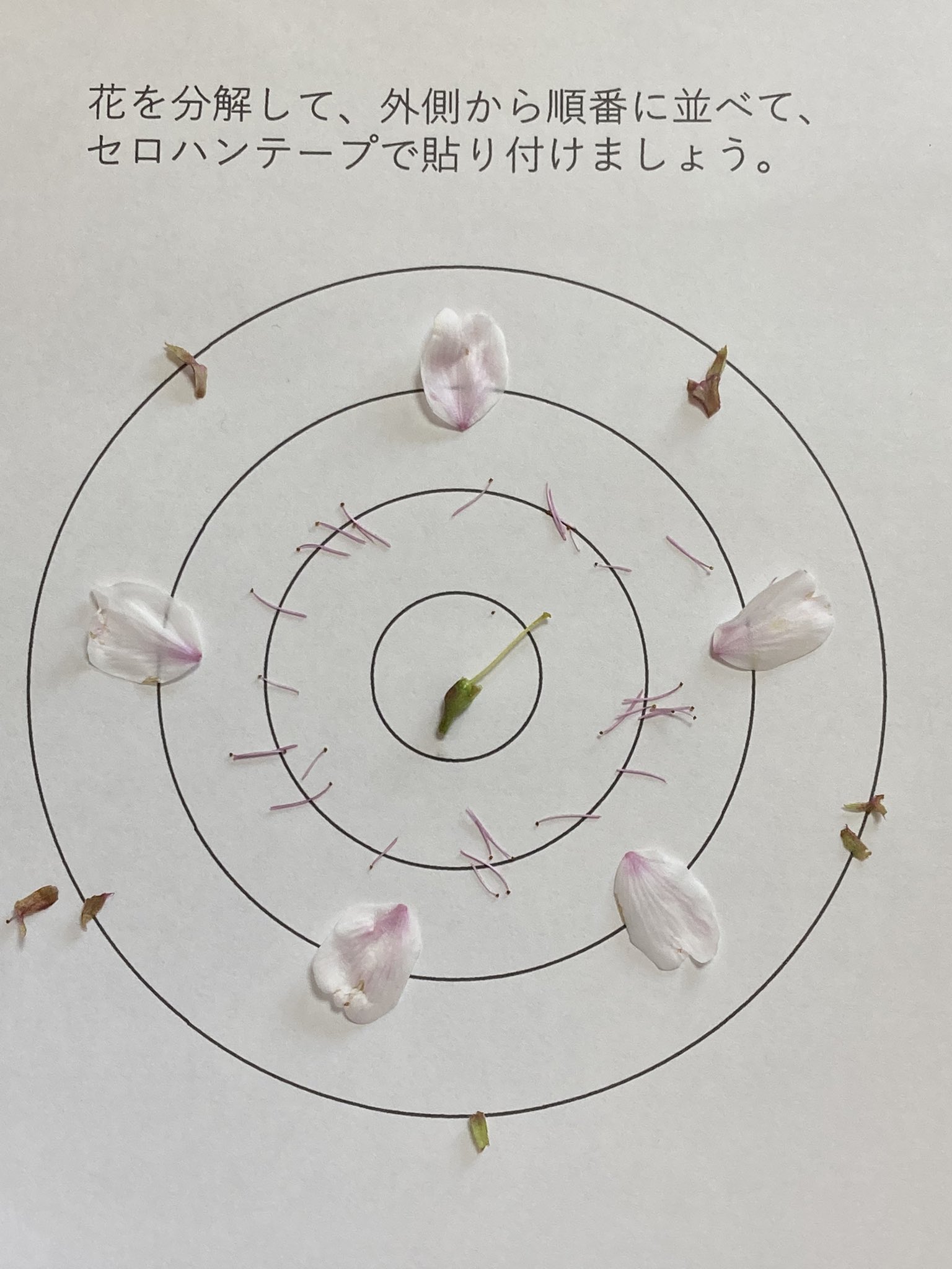 理科実験おたすけ隊 シーズン最後のソメイヨシノは 持って帰った袋の中で花びらがバラバラになっていました ガクがしっかりくっついていてはがしにくかったです そして蜜で手がベタベタになりました T Co 6nhcnaqav5 Twitter