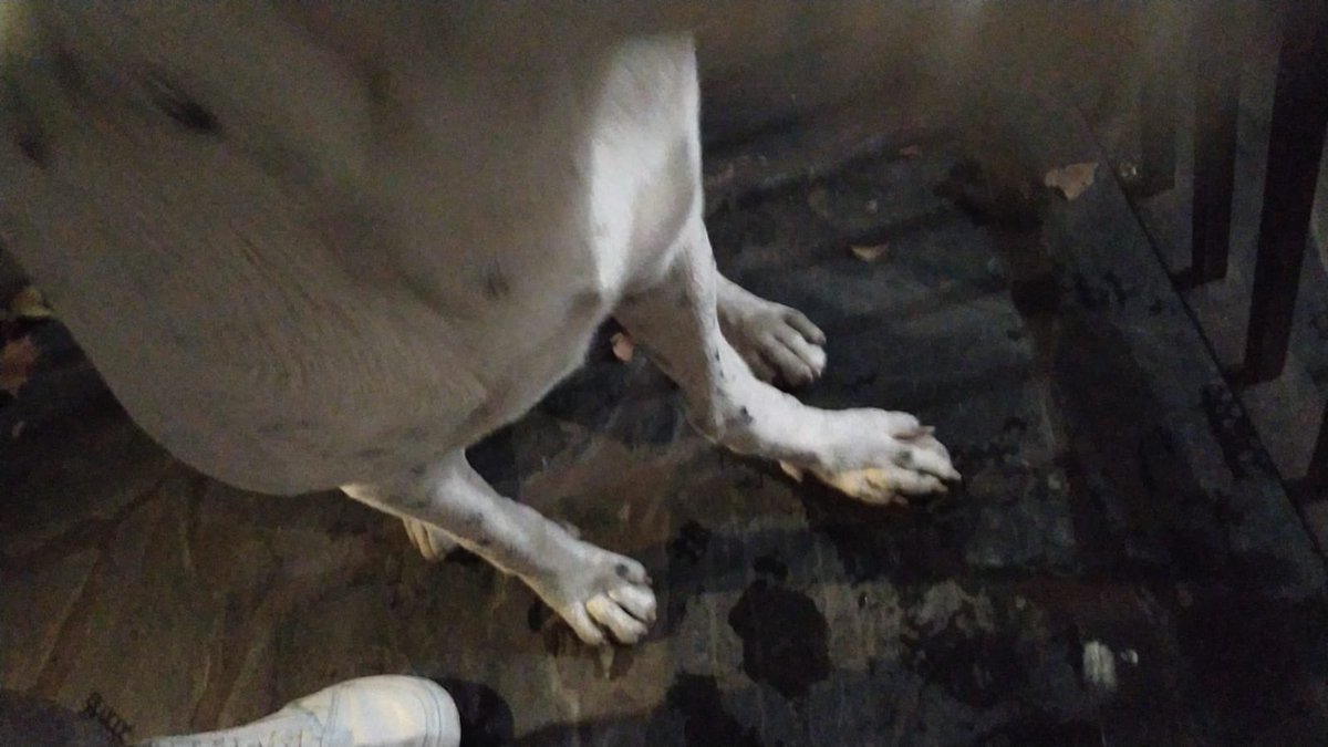 📍ZONA LANÚS OESTE. Este perrito está perdido y lastimado, necesitamos un refugio o alguna persona que pueda darle tránsito/adoptarlo. Difundan por favor 🙏🏻