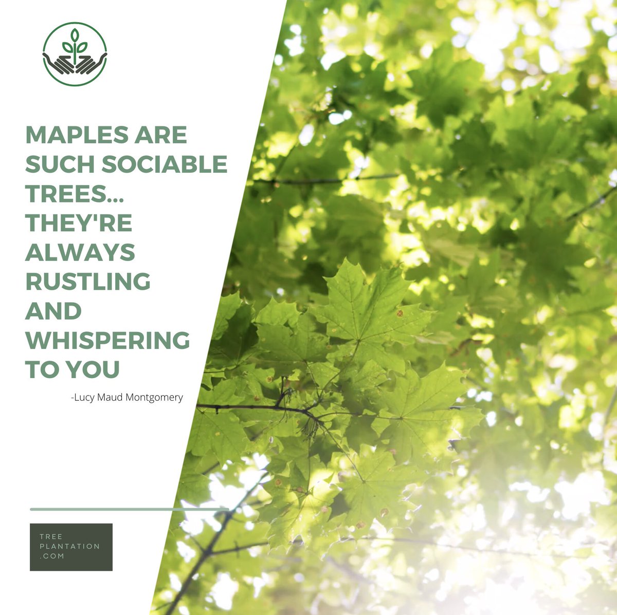 TreePlantations's tweet photo. On a warm summer’s day spend time laying under a maple tree.
#naturelovers #treesareamazing #mapletrees #meditation #relaxation #quotesoftheday https://t.co/PPLnPDEHcI