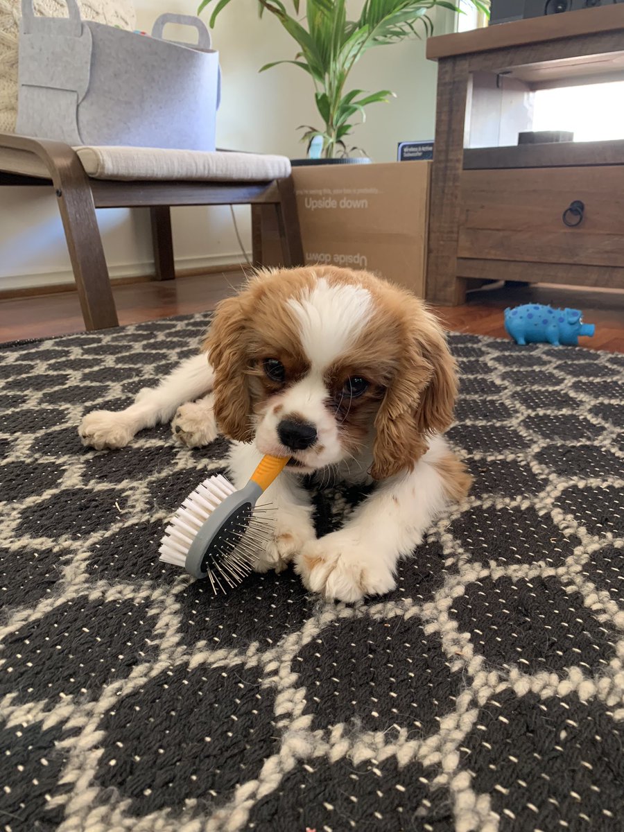 Ready for my brush now!