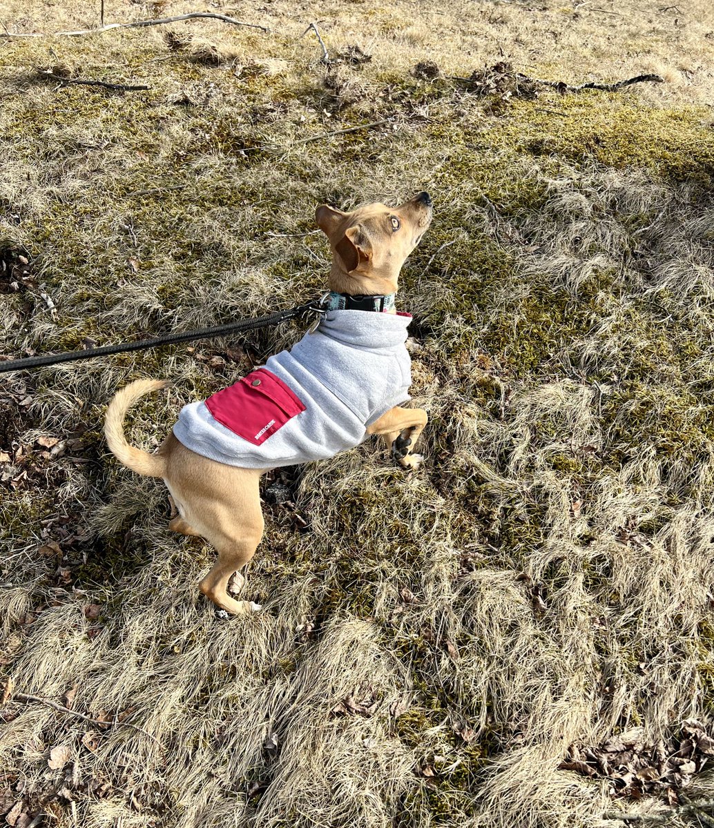 lindzgoss's tweet photo. This oneβs 6 month Gotcha Day πβ€οΈπΊπ #squirrewatch #Percy #Percypea #gotchaday #dogsoftwitter https://t.co/wAqc6LuRRc