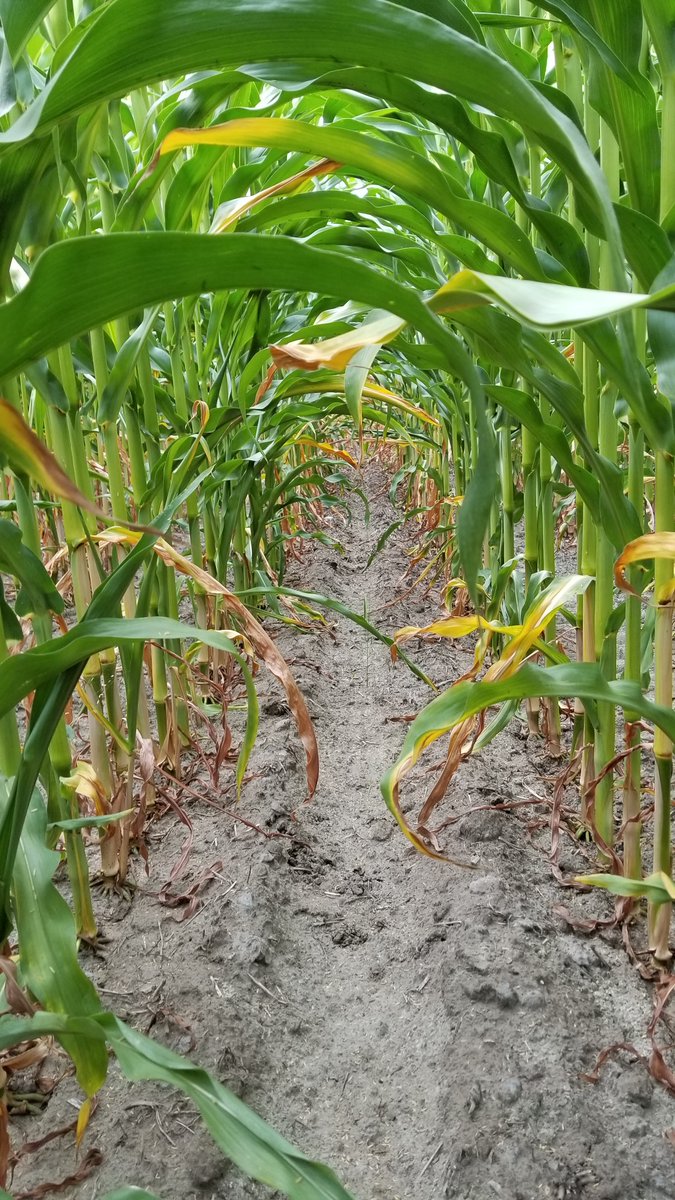 Bryan Cook tweet media