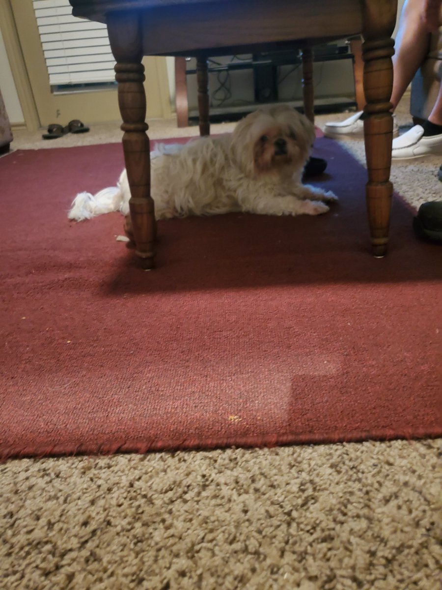 wipe_yourpaws's tweet photo. I needd a hairkut! Help me! https://t.co/DUcLIgDRjd