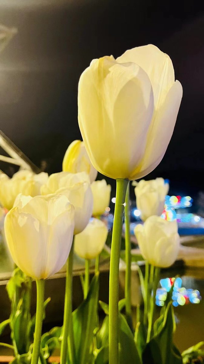 peaceandjoy520's tweet photo. 一花一世界 https://t.co/ZkUdqedIXa