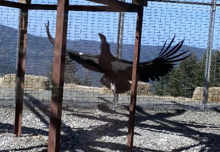 WadeCrowfoot's tweet photo. Toured the condor release facility close by with @JaredHuffman that will reintroduce this majestic bird back into to Yurok Country this year thanks to a remarkable partnership of @TheYurokTribe, @RedwoodNPS and @USFWSPacific. So energized and inspired by this leadership. ππΌ https://t.co/bMkNKnzGgh