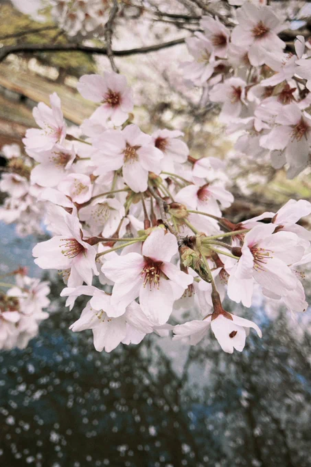 春ですね〜今年いろいろ撮った桜です 