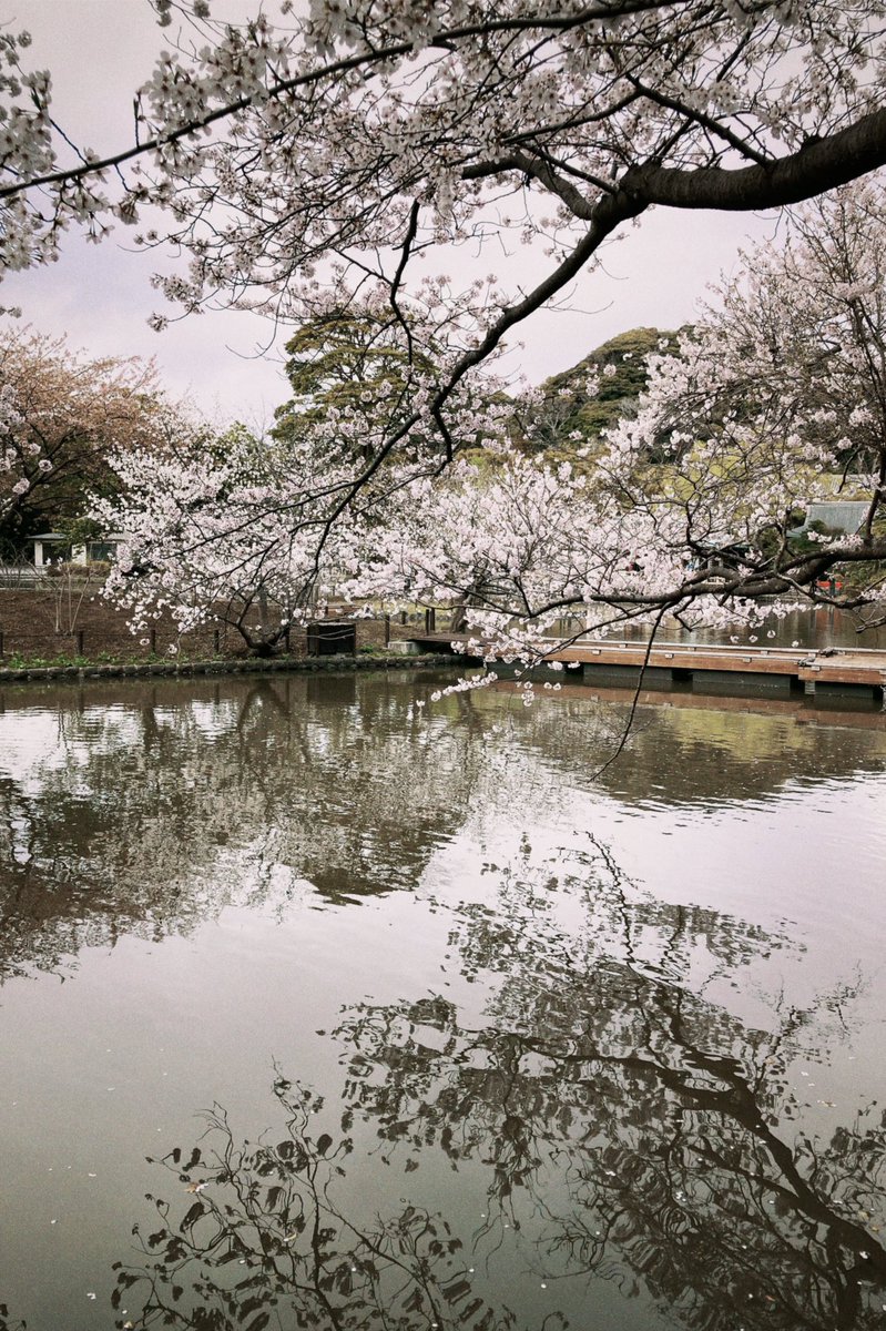 「春ですね〜今年いろいろ撮った桜です 」|もちぷよのイラスト