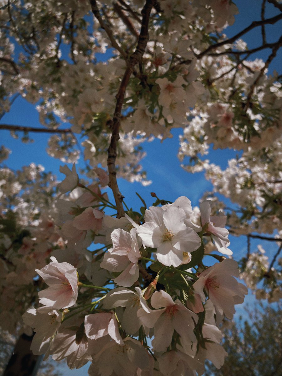 「春ですね〜今年いろいろ撮った桜です 」|もちぷよのイラスト