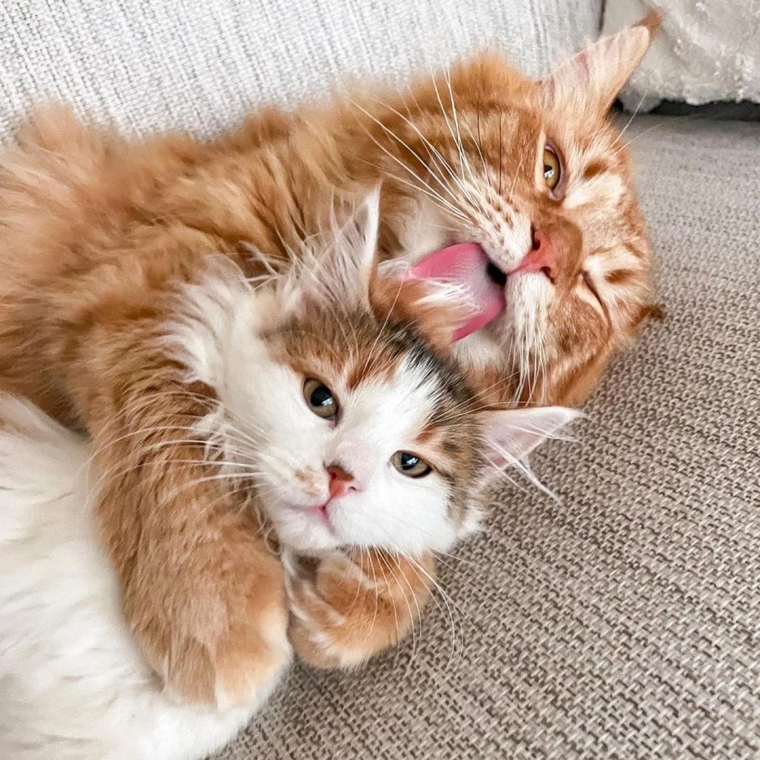 uddinbah1's tweet photo. What a romantic couple cat!😍🥰

#couplelove #CatsOfTwitter #AnimalLovers #CatsOfTwitter #Catwoman https://t.co/k8aUzlcWl7