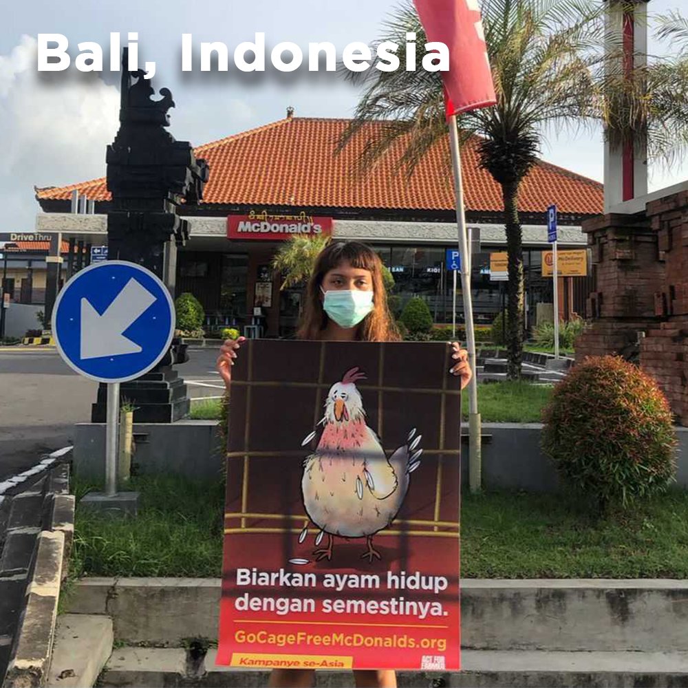 HappyTheHen's tweet photo. All these groups of human friends have been working hard to urge @mcdonalds to commit to using #cagefree eggs in #Asia. If you care about laying hens like me, you could do something to improve our living conditions too -- Sign the petition at https://t.co/qPv68mePvw https://t.co/bz2dtytPqc