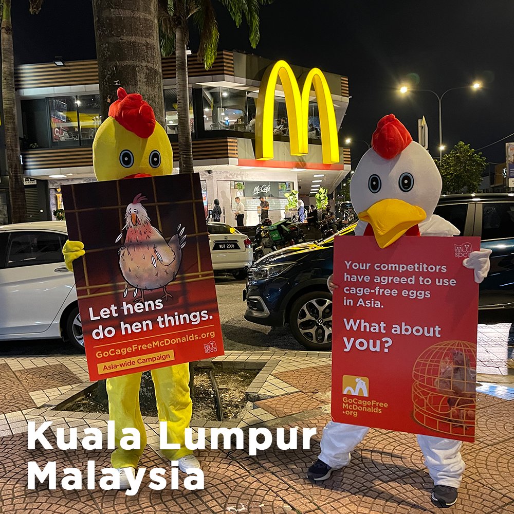HappyTheHen's tweet photo. All these groups of human friends have been working hard to urge @mcdonalds to commit to using #cagefree eggs in #Asia. If you care about laying hens like me, you could do something to improve our living conditions too -- Sign the petition at https://t.co/qPv68mePvw https://t.co/bz2dtytPqc