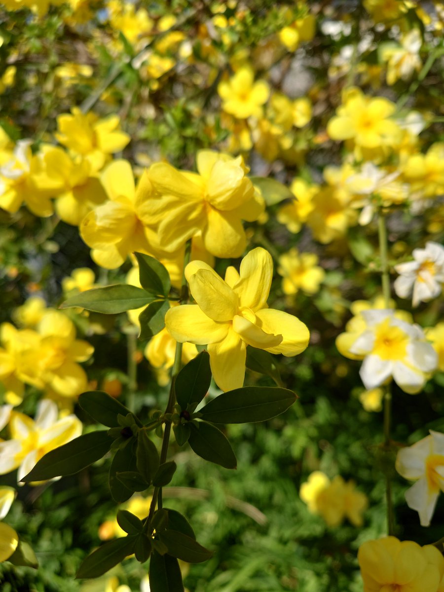 黒くまぷりん＠検索１位趣味ブロガー tweet media