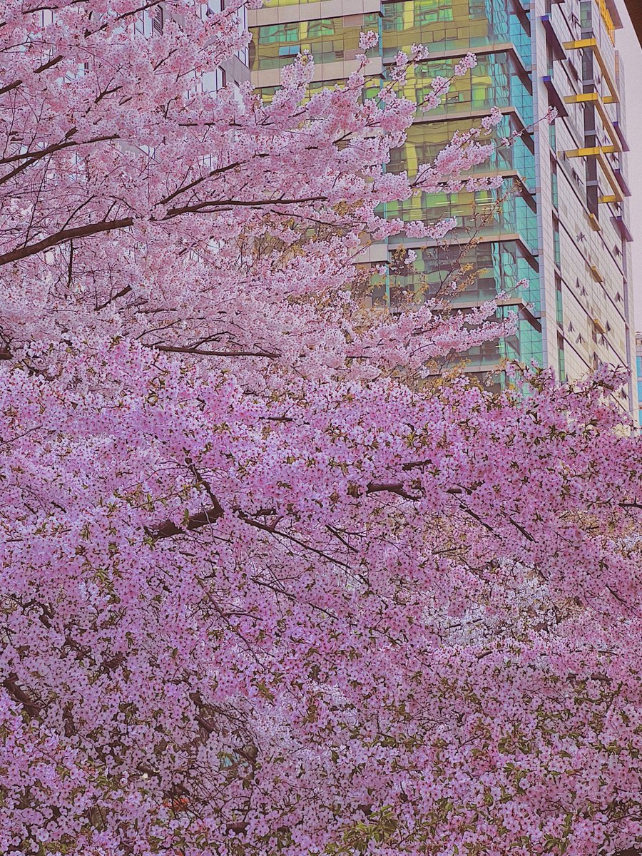 우와 1호선 가산디지털단지역 
퇴근하던 사람들 다 사진 찍게 만드는 벚꽃명소였던 것으로 밝혀져…