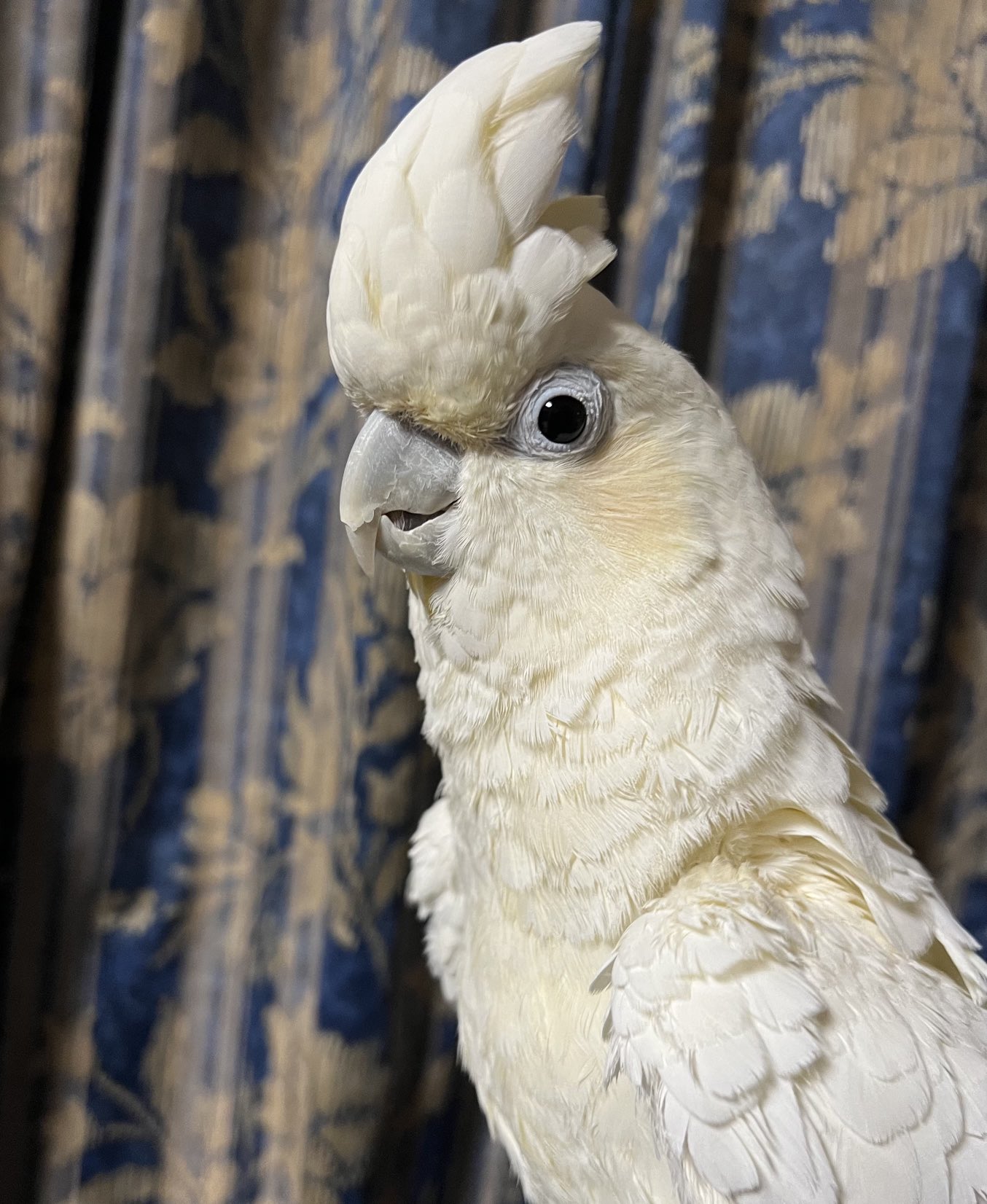 フィリピンオウム Twitter Search Twitter