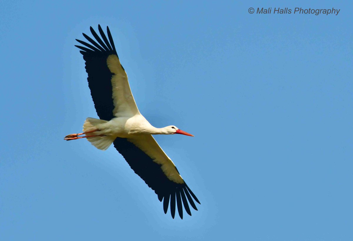 MaliHalls's tweet photo. #White #Stork...Well #Tweeps, I'm off to the #hospital for a #brain #DaTscan, hopefully they'll find #one.

#Nature #Photography #wildlife #birds #TwitterNatureCommunity #birding  #NaturePhotography #birdphotography #WildlifePhotography #Nikon #Sigma https://t.co/MOz6zxUdD6