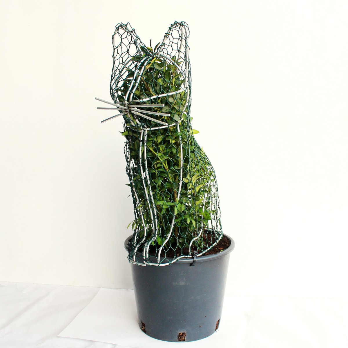 toptopiary's tweet photo. Some of our handmade topiary frames enjoying the spring sunshine...π
π#topiarycat πΏ#topiarysquirrel π#topiaryheart
#topiaryframes #plantsonline #giftideas
https://t.co/6aMA1estPE https://t.co/90PdN8sRwX