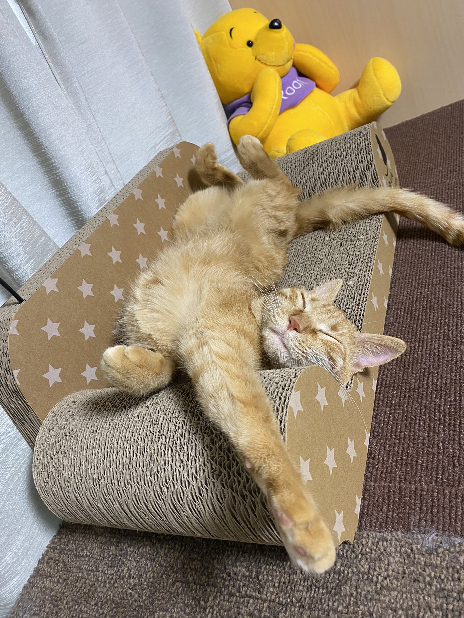 ふんばり親子猫 茶トラ 猫の里親募集】福岡県・雑種・可愛すぎる茶トラの女の子♡（ID