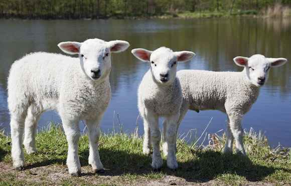 Nieuwsbrief: Nieuwe ontwikkelingen binnen ons instituut! 🌱🐑 - mailchi.mp/1f9fcf4c82a1/n…