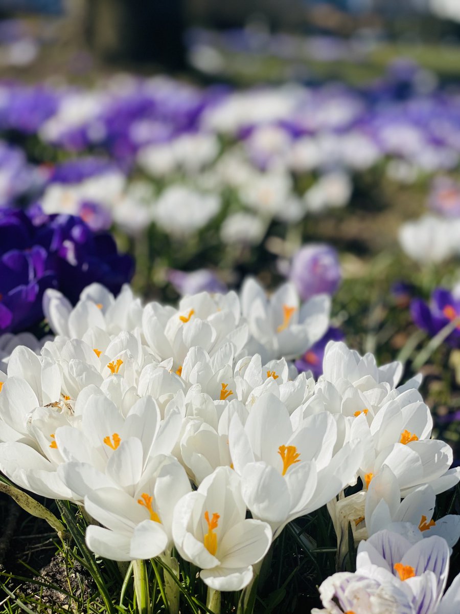 Gute #Teams sind manchmal wie Krokusse. Jede:r gibt am eigenen Platz das Beste + gemeinsam erreichen sie ein Resultat, dass wir zum Augenblick sagen: „Verweile doch, Du bist so schön!“ gestern war wieder so ein Moment im Kontext #Mediation. Danke an mein Team. Ihr seid grandios!