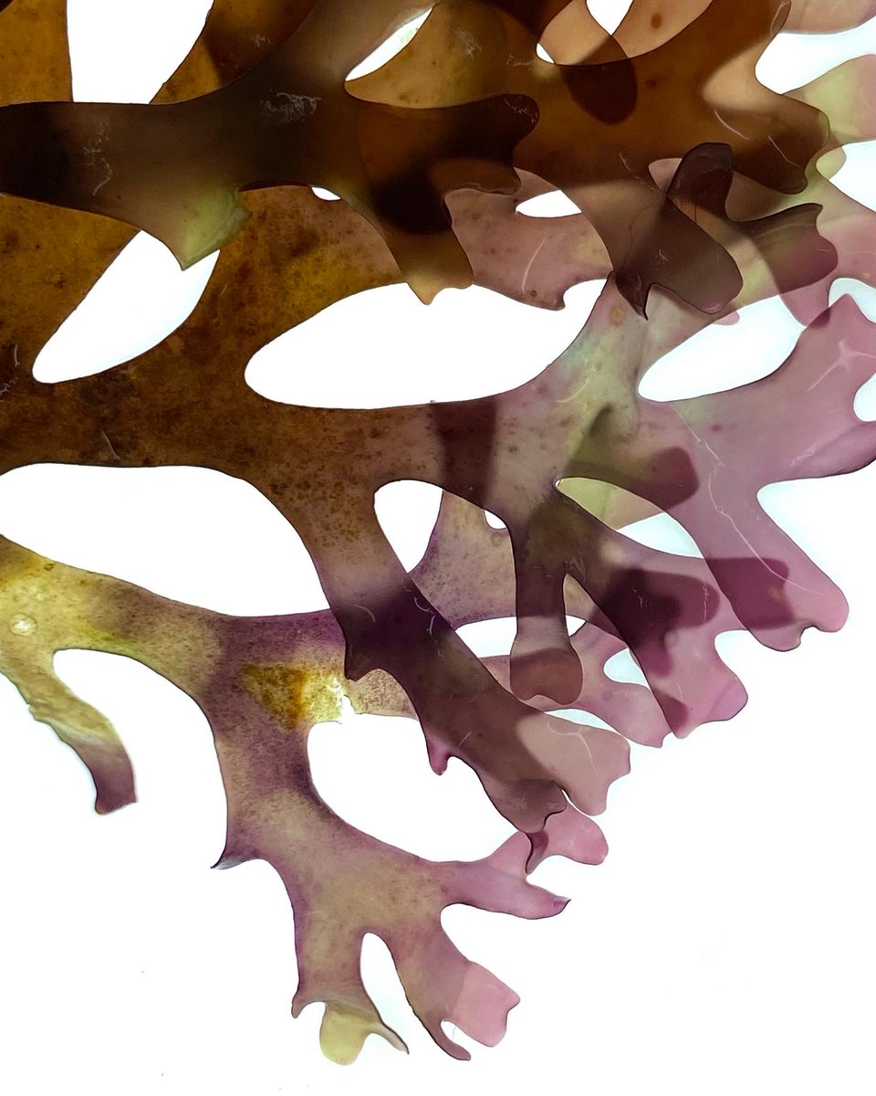 Looking forward to being part of a panel discussion tonight ‘What has kelp done for us’ chaired by <a href="/CamillaBrendon/">Camilla Brendon</a> @LPSInitiative 
7-8.30pm

Artists and scientists talk about seaweed and what can be made with it. See previous post for eventbrite link to book.