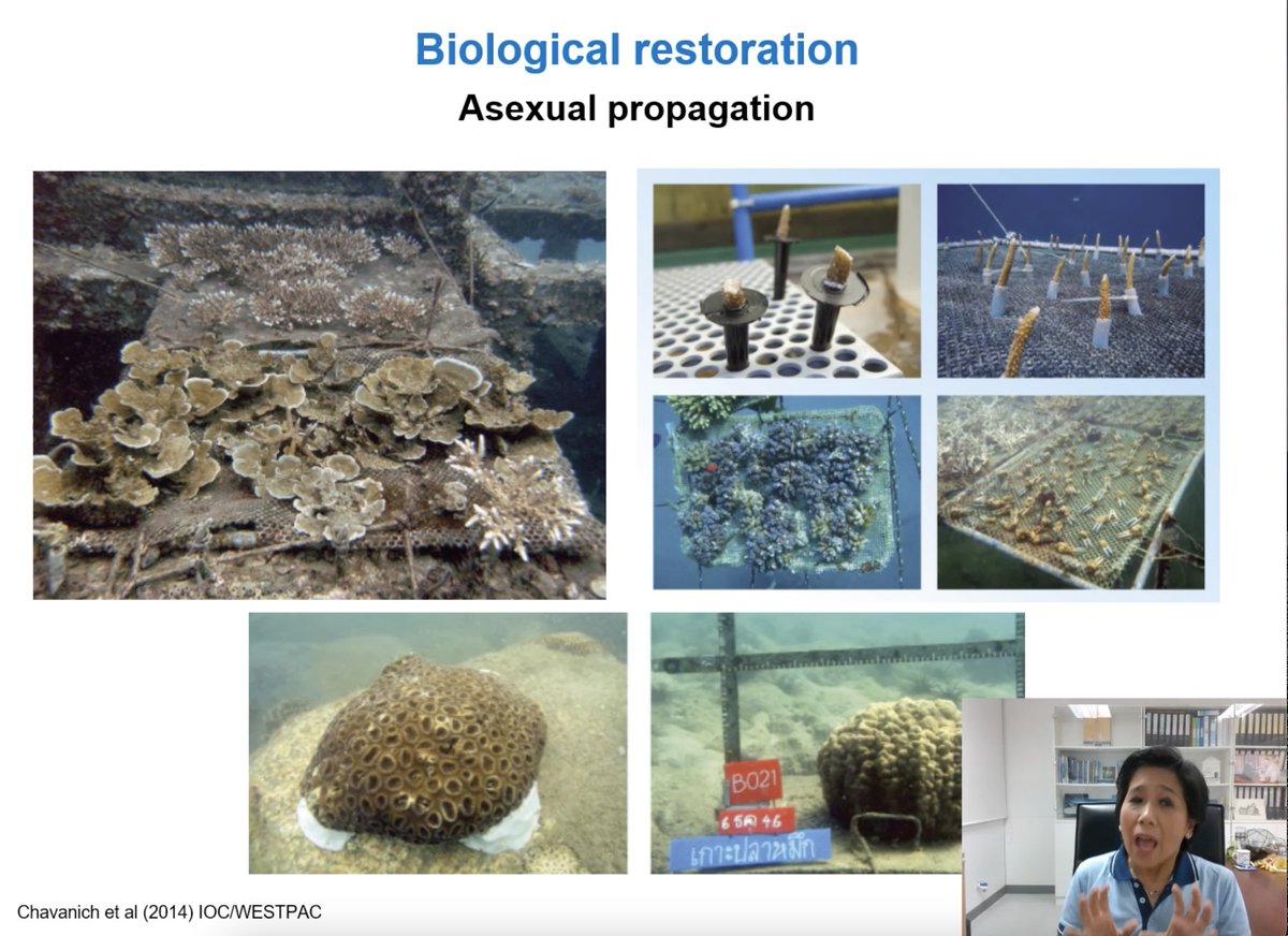 MarineBON1's tweet image. Dr Suchana Chavanich presented on coral reef conservation and restoration within the IOC/WESTPAC scope. An amazing and inspiring talk.
#netfridays #AsiaPacific